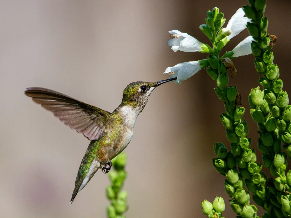 Bloom in Flight