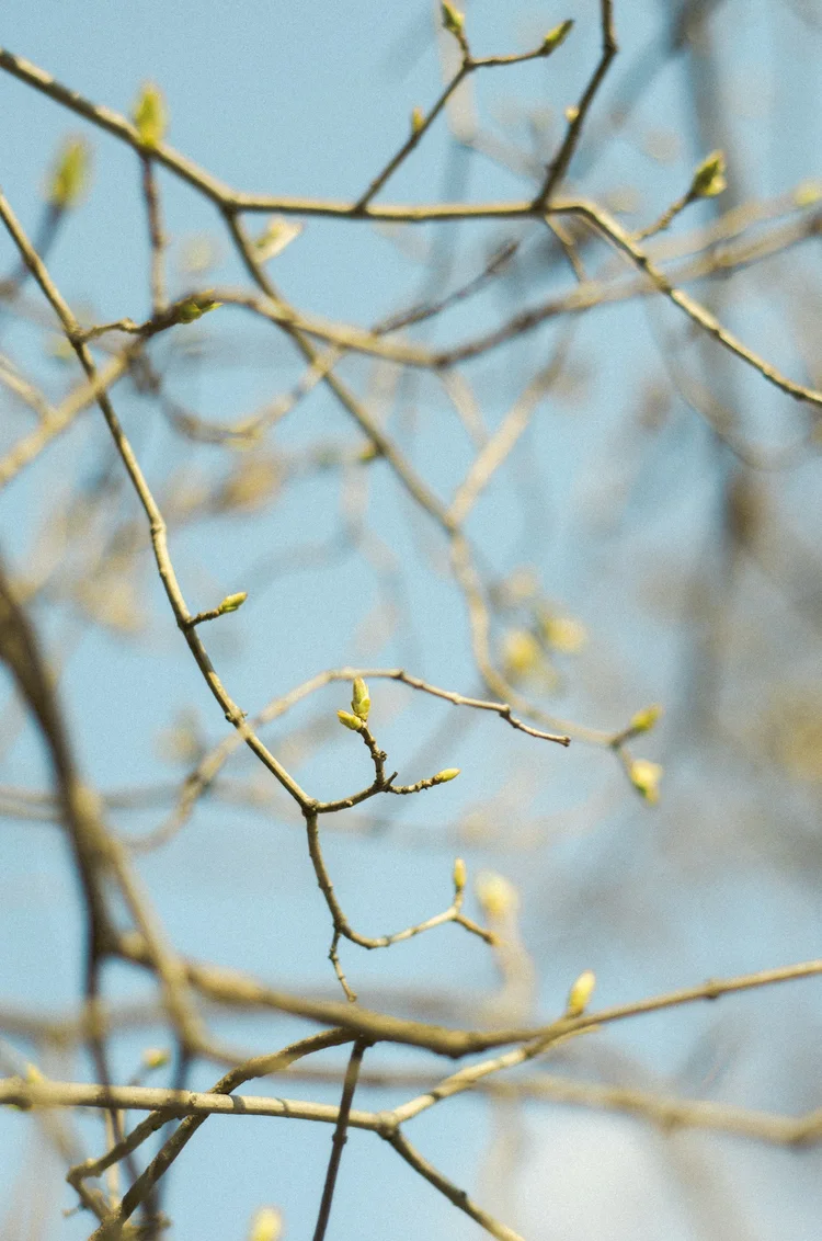 Branching Out