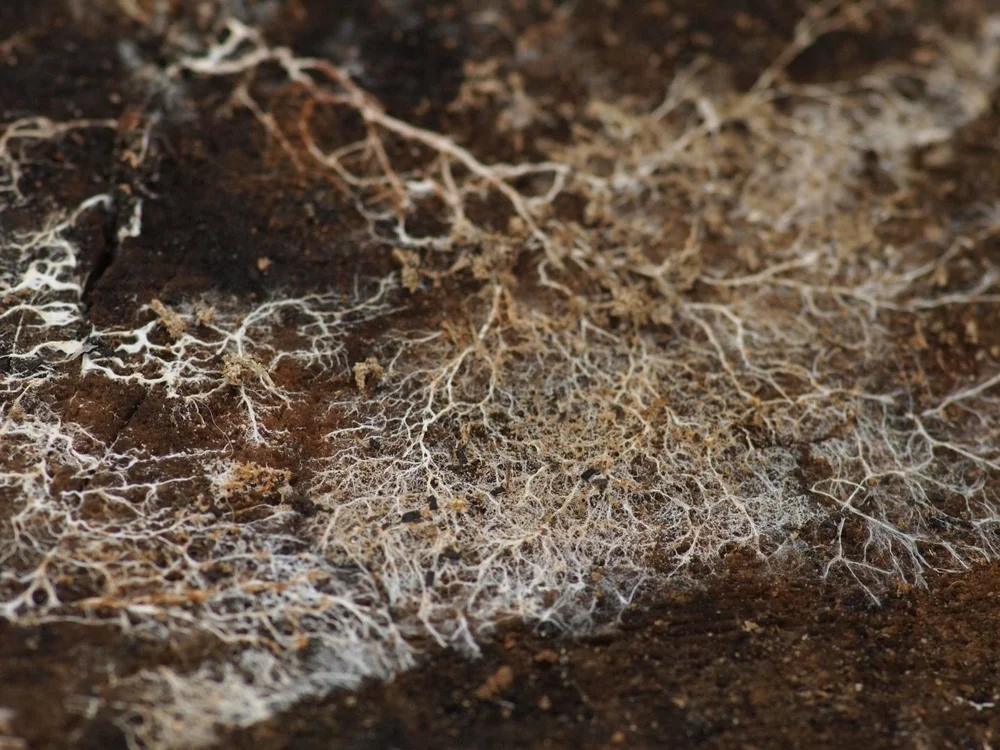 Mycelial Minds