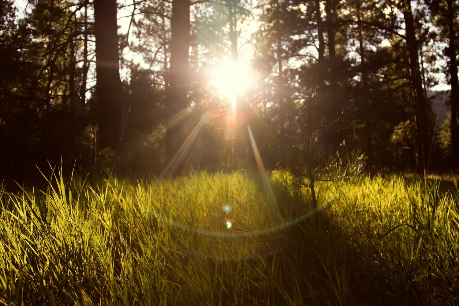 Seeing the Sun