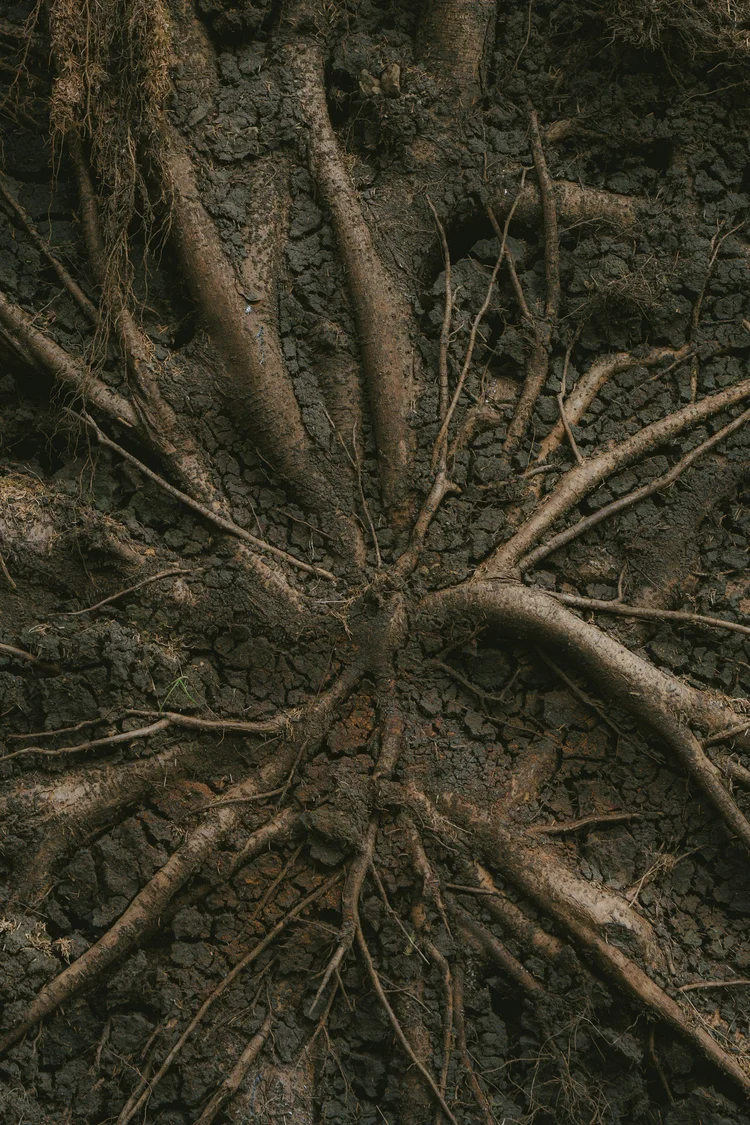 Soil of Self
